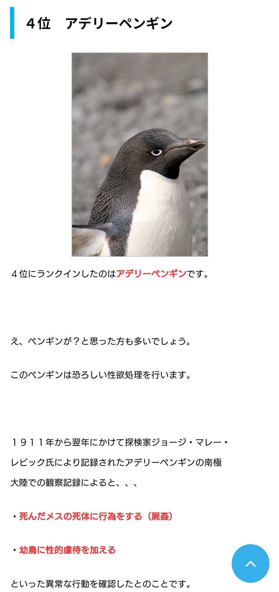 タマリリス 性欲が強い動物ランキング第4位 アデリーペンギン タマリリス 性欲が強い動物ランキング第4位 アデリーペンギン