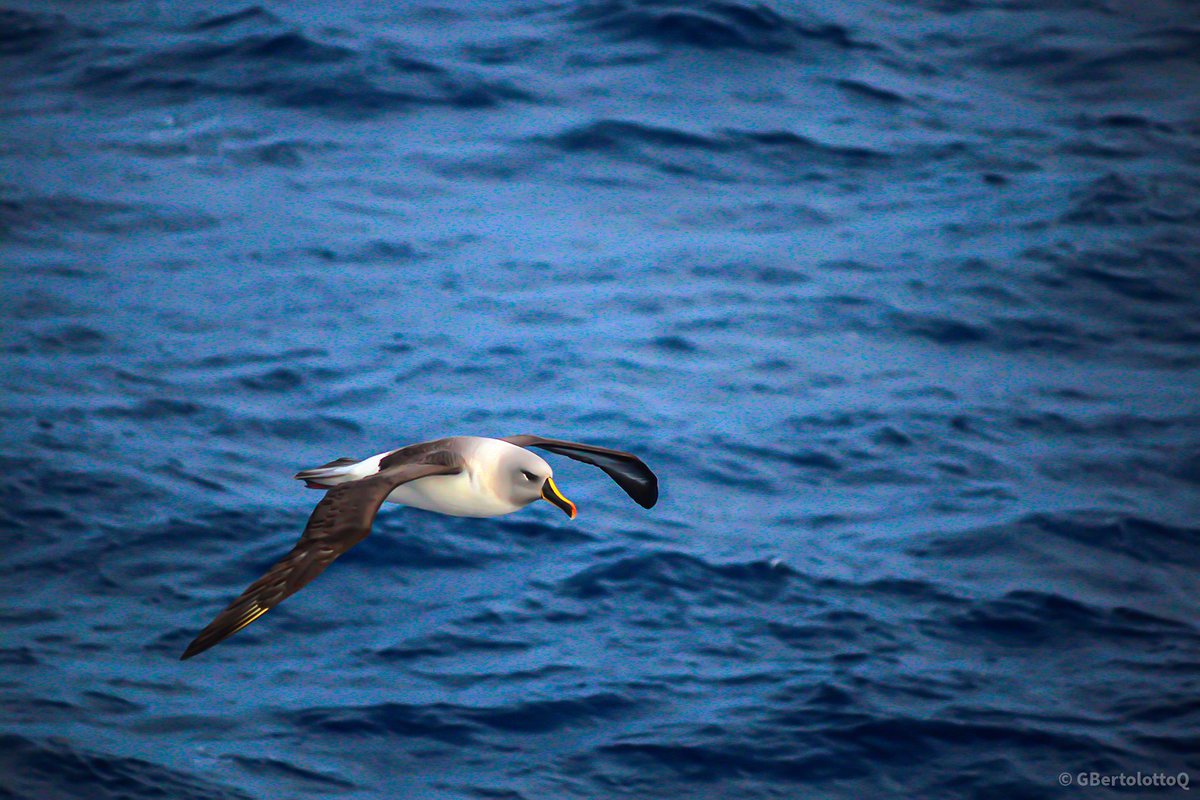 Un recuerdo de un viaje a la #Antártica del 2012 con un #Albatros, cuando nos encontrábamos navegando por el #MarDeDrake, que me acompañó durante toda la guardia.

#WorldAlbatrossDay
#DiaMundialDeLosAlbatros