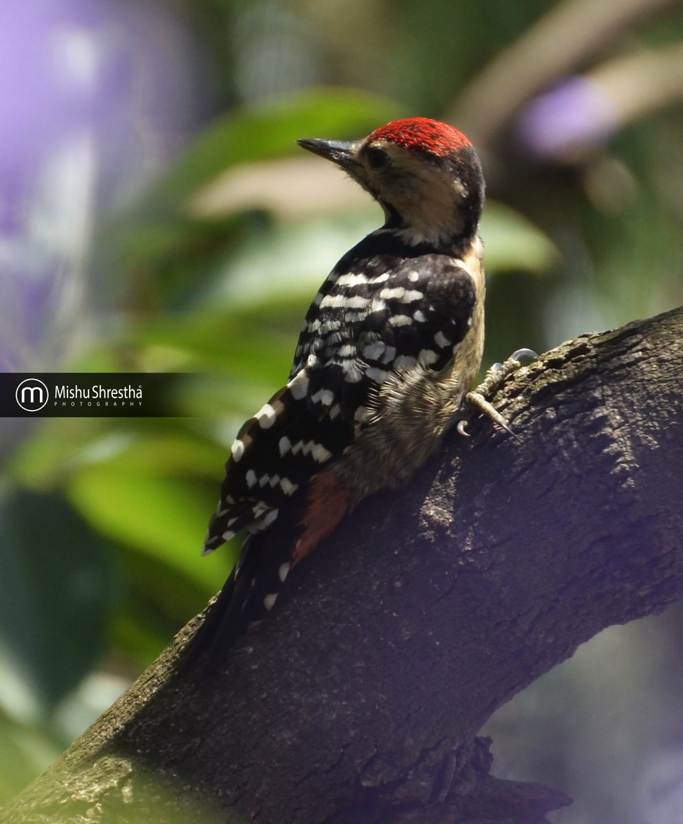 Lockdown taught me what an amazing surrounding I am living in that I totally ignored all those years. Absolutely appreciating nature through the lens #nikond700 #fulvousbreastedwoodpecker #amazingnature #photography #NaturePhotography #birdphotography  #StayHomeStaySafe #Nepal