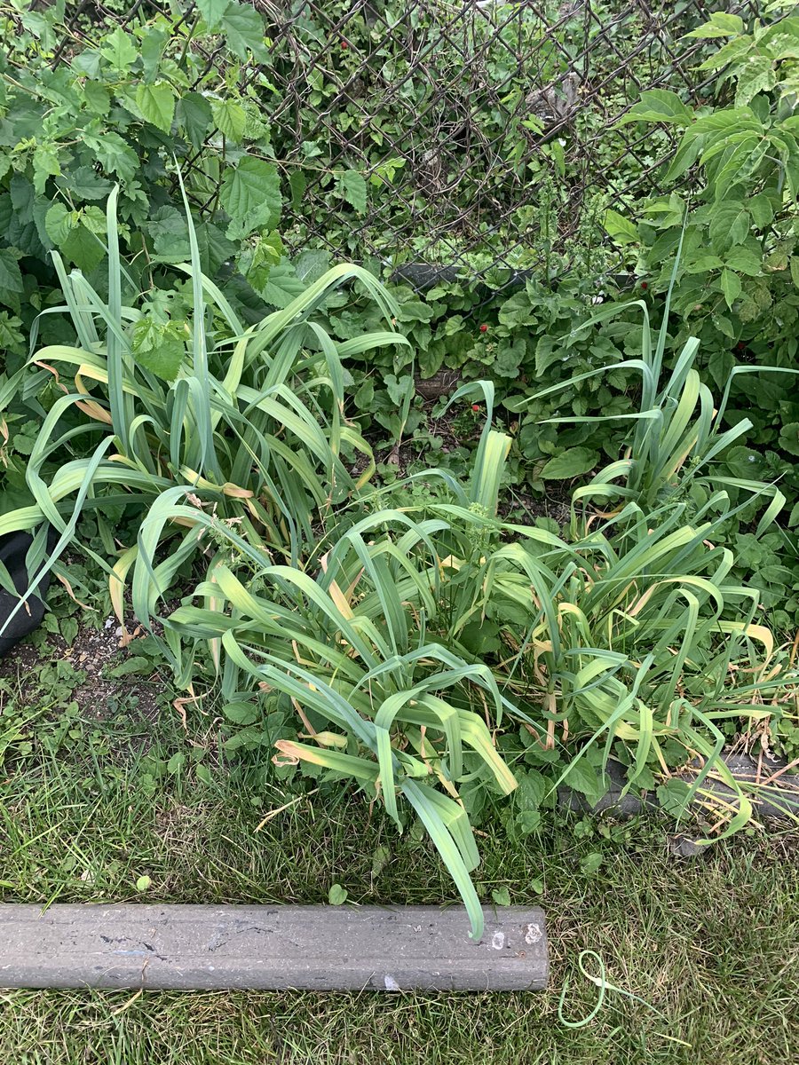 Two years later. Wild garlic everywhere. 3/11