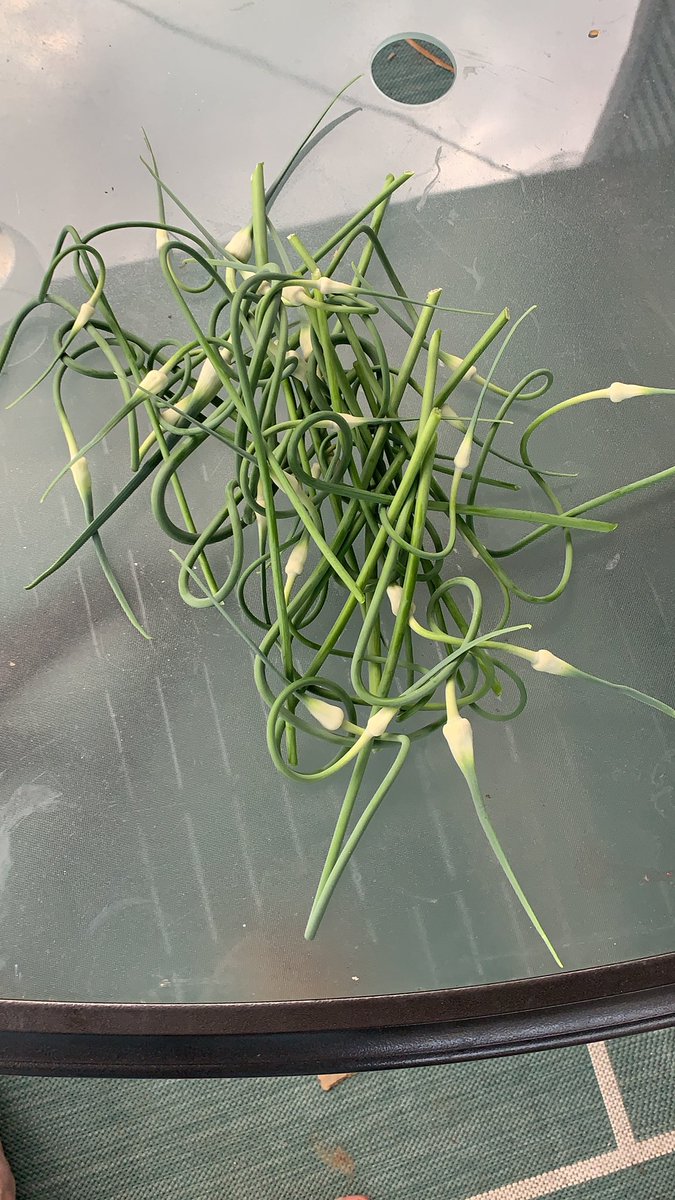 These are garlic scapes. You cut them to ensure the plant grows bulb instead of flower. Massive pile. 4/11