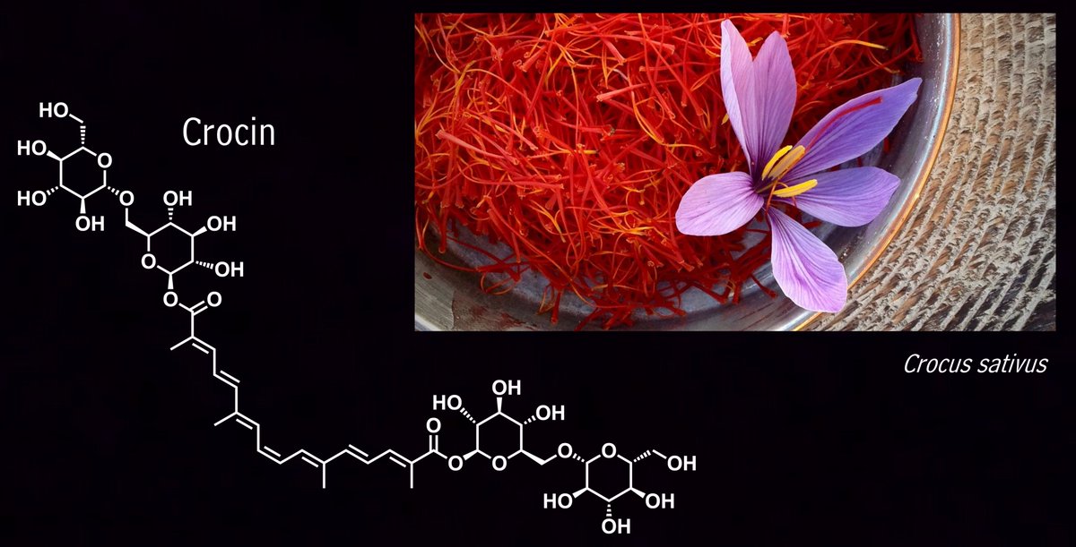 Happy #PhytochemicalFriday! Worth more than their weight in gold, saffron crocus stigmata (Crocus sativus, Iridaceae) produce the carotenoid crocin – the compound that gives the "king of spices" its characteristic red color. The compound is also an antioxidant.