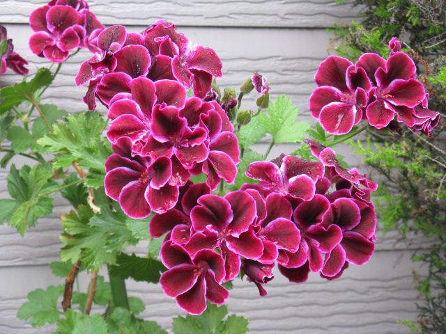 メリアルーム 今日の花 6月日の誕生日花は ペラルゴニウム 花言葉は 尊敬 この日生まれの人は楽しいひと 遊び心があり 日常生活の中に楽しみを発見していきます グループの中心的存在です 6月日 誕生花 花言葉 プロポーズ 記念日 メリアルーム 今日の花 6月日の誕生日花は ペラルゴニウム 花言葉は 尊敬 この日生まれの人は楽しいひと 遊び心があり 日常生活の中に楽しみを発見していきます グループの中心的存在です 6月日 誕生花 花言葉 プロポーズ 記念日