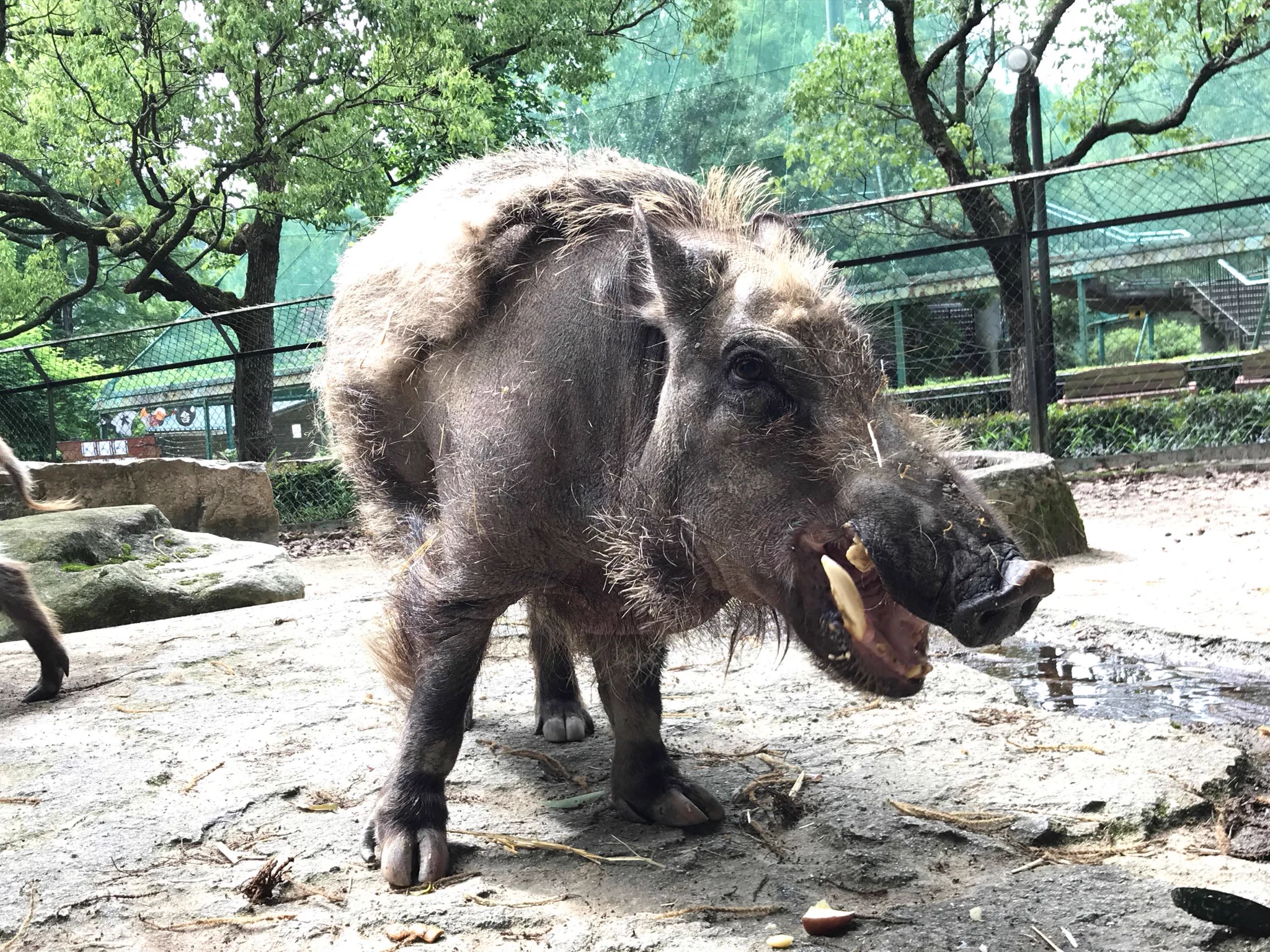 広島市安佐動物公園【公式】 on X: 