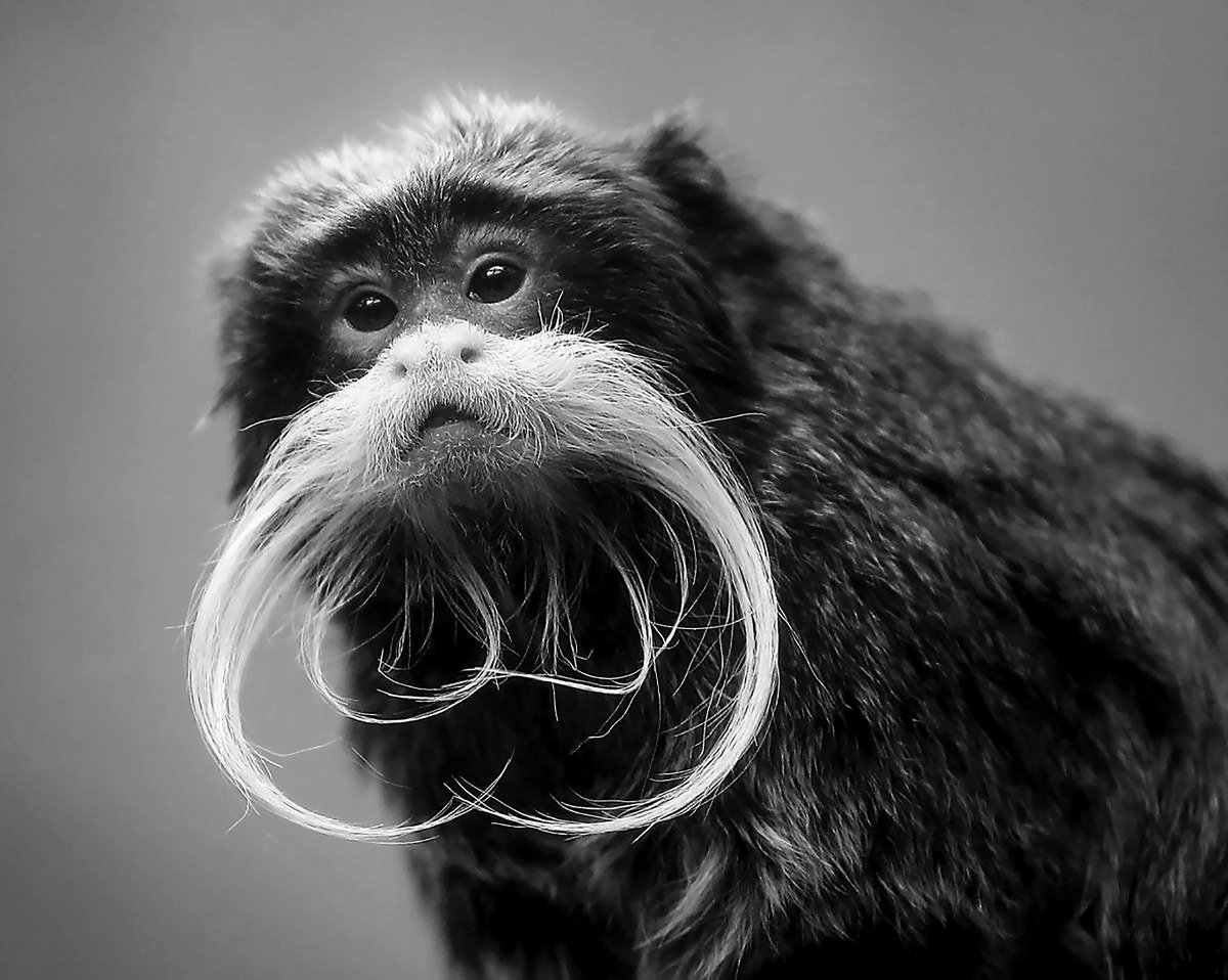 Can't Believe I Didn't Catch This Earlier. Bolton's Moustache Hid This From The Public For Decades. My Research Confirms Bolton's Moustache Is 1/64 Emperor Tamarin. https://en.wikipedia.org/wiki/Emperor_tamarin