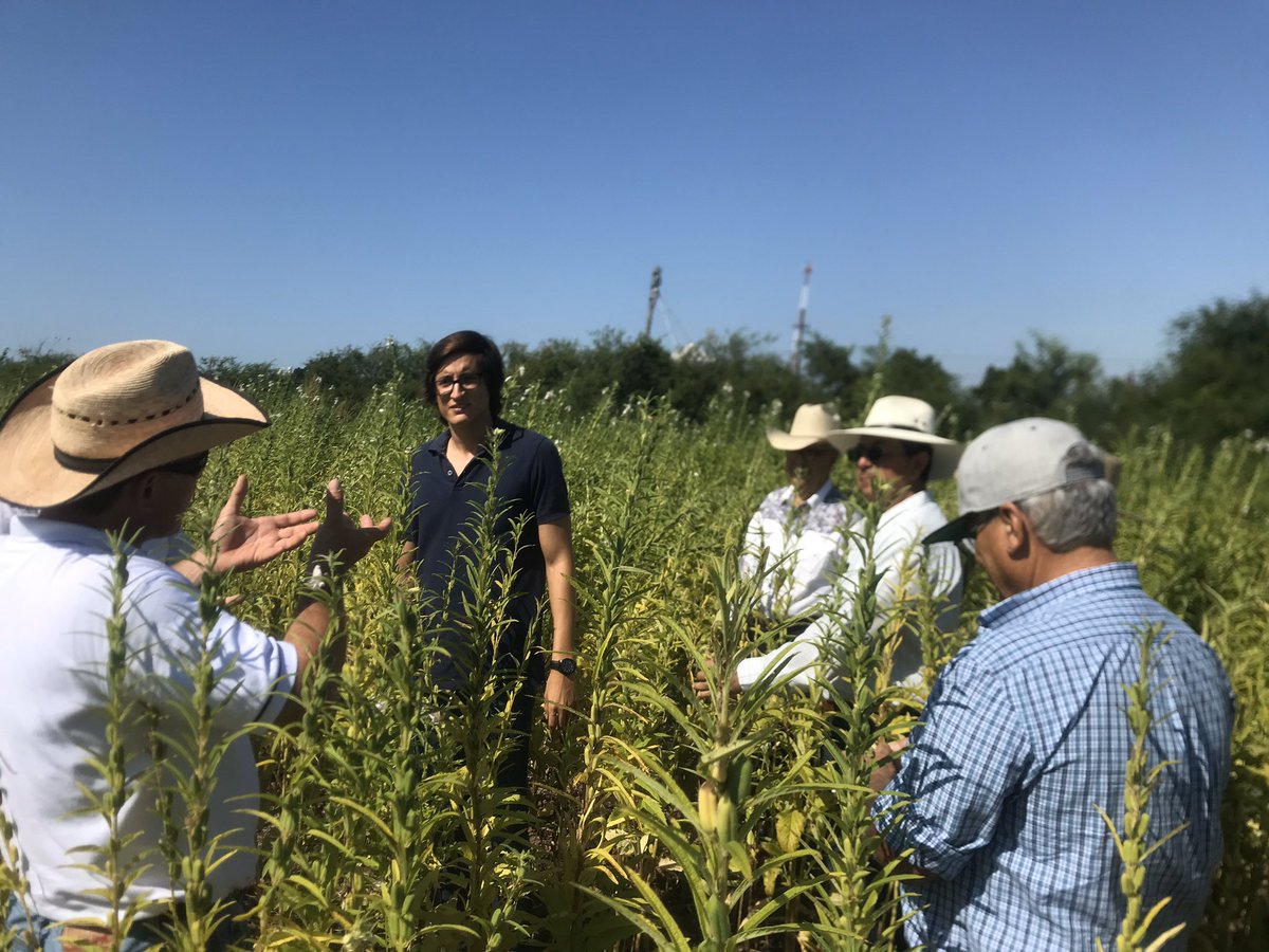 Agradecemos al Secretario de Agricultura Víctor Villalobos el acercamiento a nuestro productores al CIMMyT que gracias a su colaboración con nosotros nos han fortalecido con la transferencia de tecnologías, capacitaciones y capacidades nuevas en una Agricultura Sustentable.