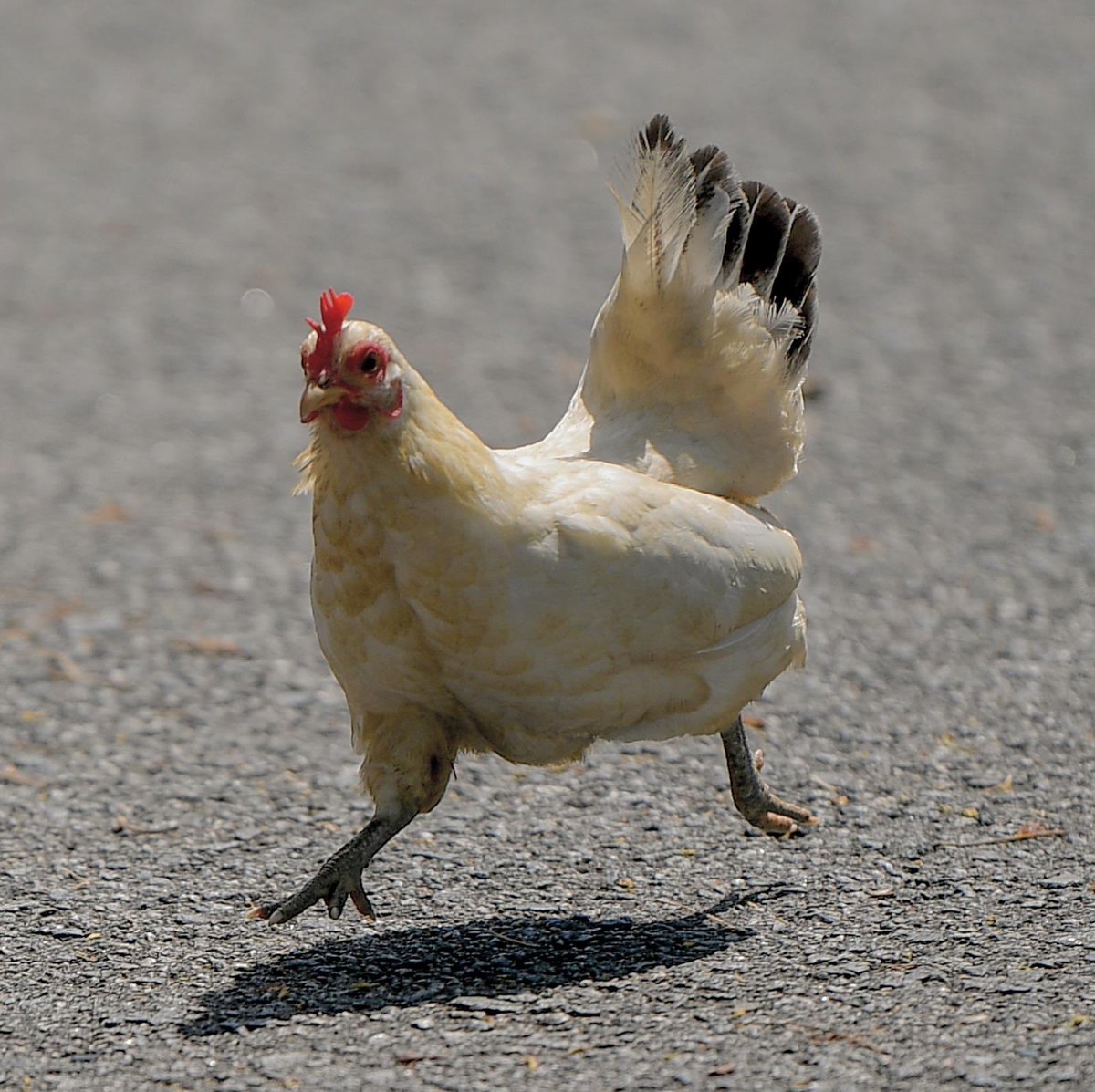 Poultry or endangered red junglefowl? New study shows how to tell them apart at a glance, so birds of conservation significance can be differentiated from domesticated chickens. This, 3 years post-chicken culling in Sin Ming.

ST photos: <a href="/limyaohui/">Lim Yaohui</a> 

straitstimes.com/singapore/envi…