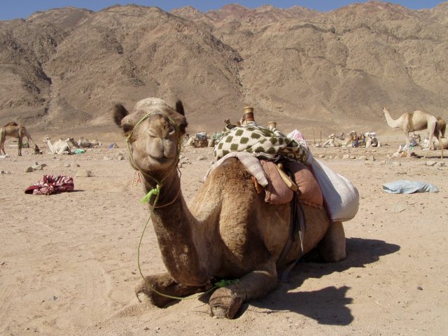 Camel