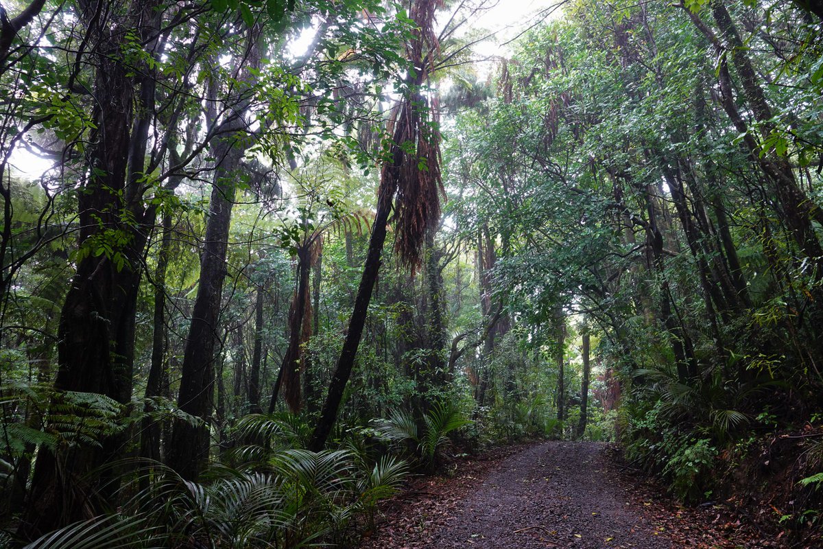 jacqui_aotearoa's tweet photo. Drip, drip, drip 💧🌧️ #rain stops falling outside the bush long before it stops inside the bush. #Aongatete #rainforest #ngahere #puriri #flower #nikau #kohekohe #honeybee https://t.co/wrpTlnLLnN