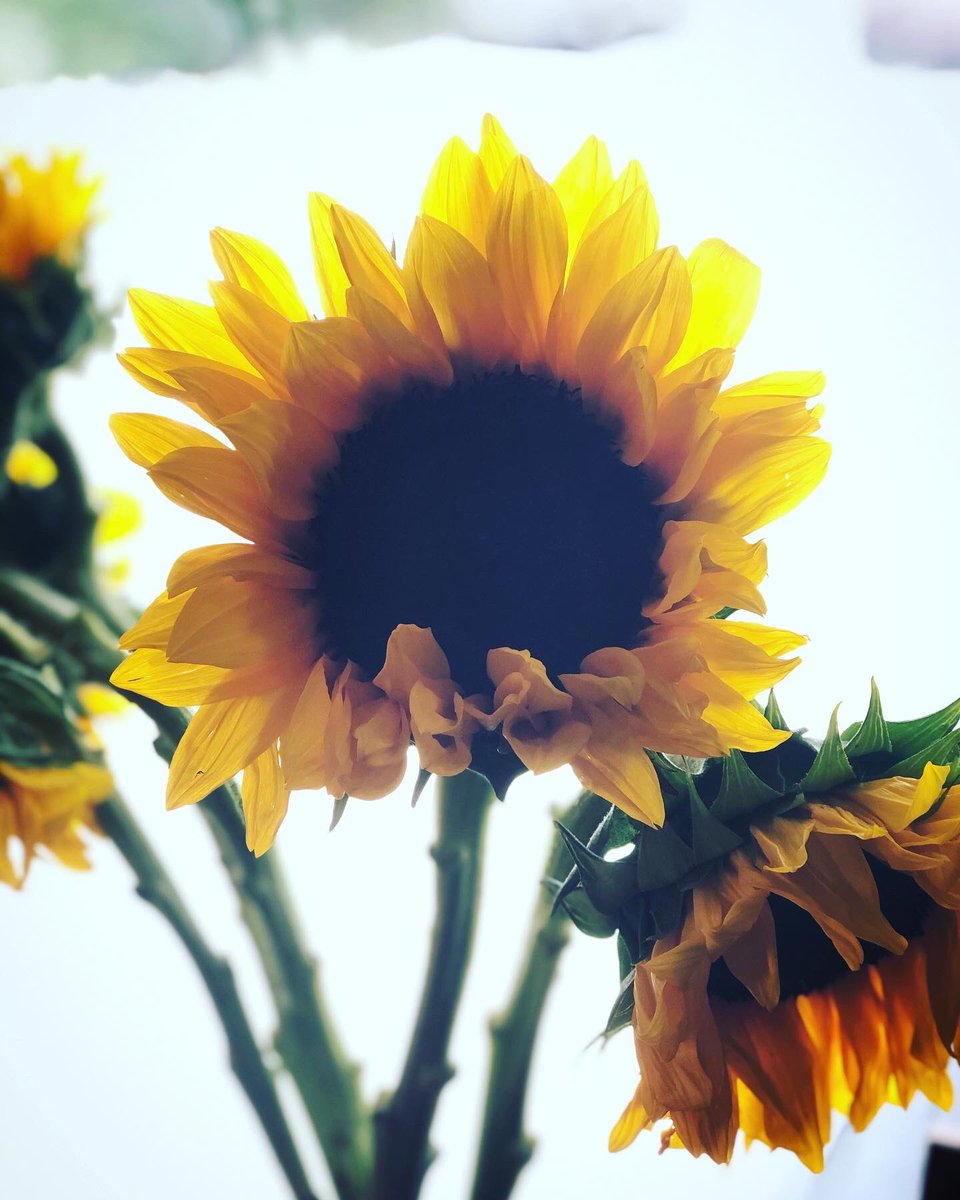 When he buys you flowers just because 💕
#iLoveHim #Keeper #RealMan #Love #sunFlowers