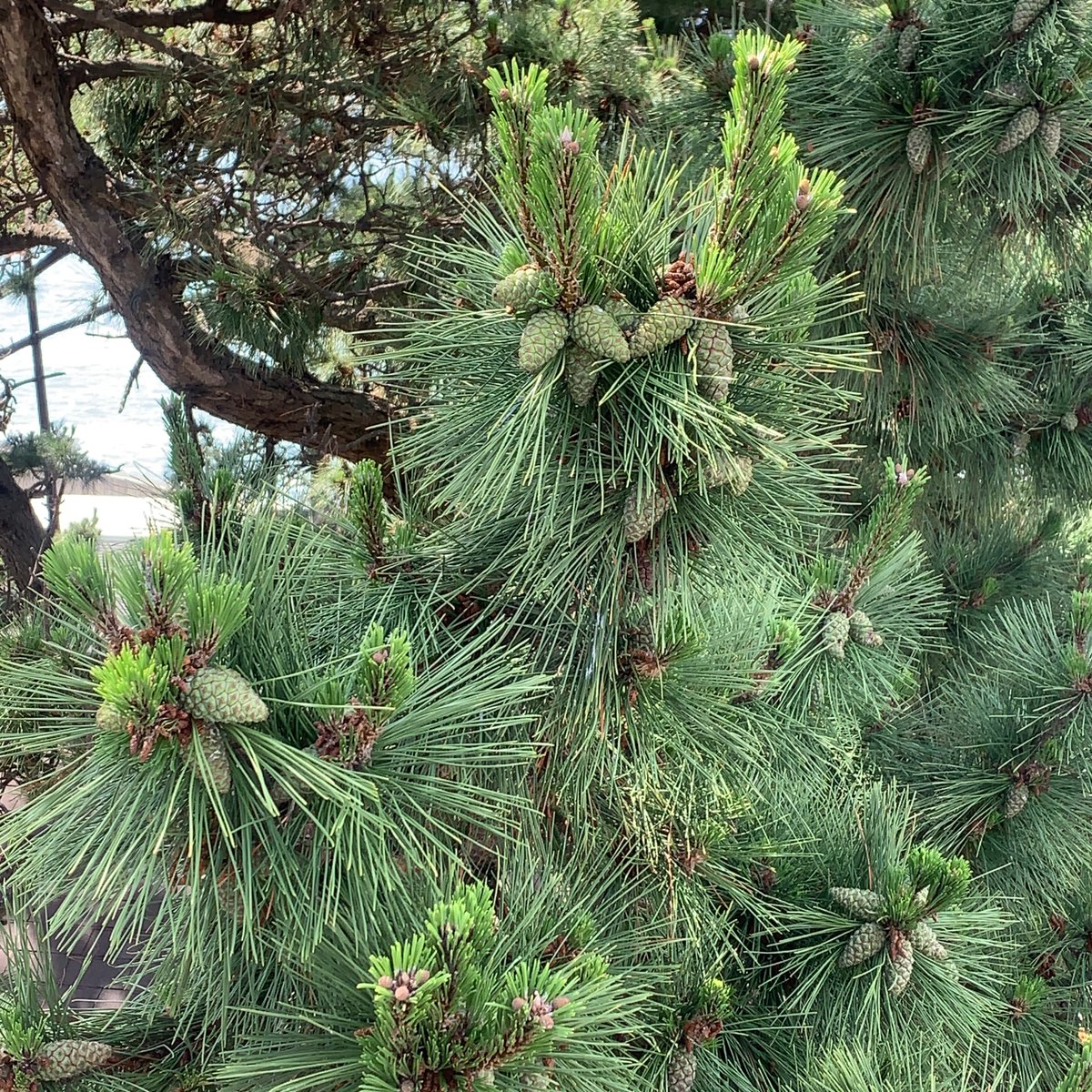 海の近く 家の前の松ぼっくりは その後もどんどん成長して 松ぼっくり煮にぴったりな小さい実はだいぶ少なくなりました まだ開いていないから いけるといえばいけるのかもしれないけど