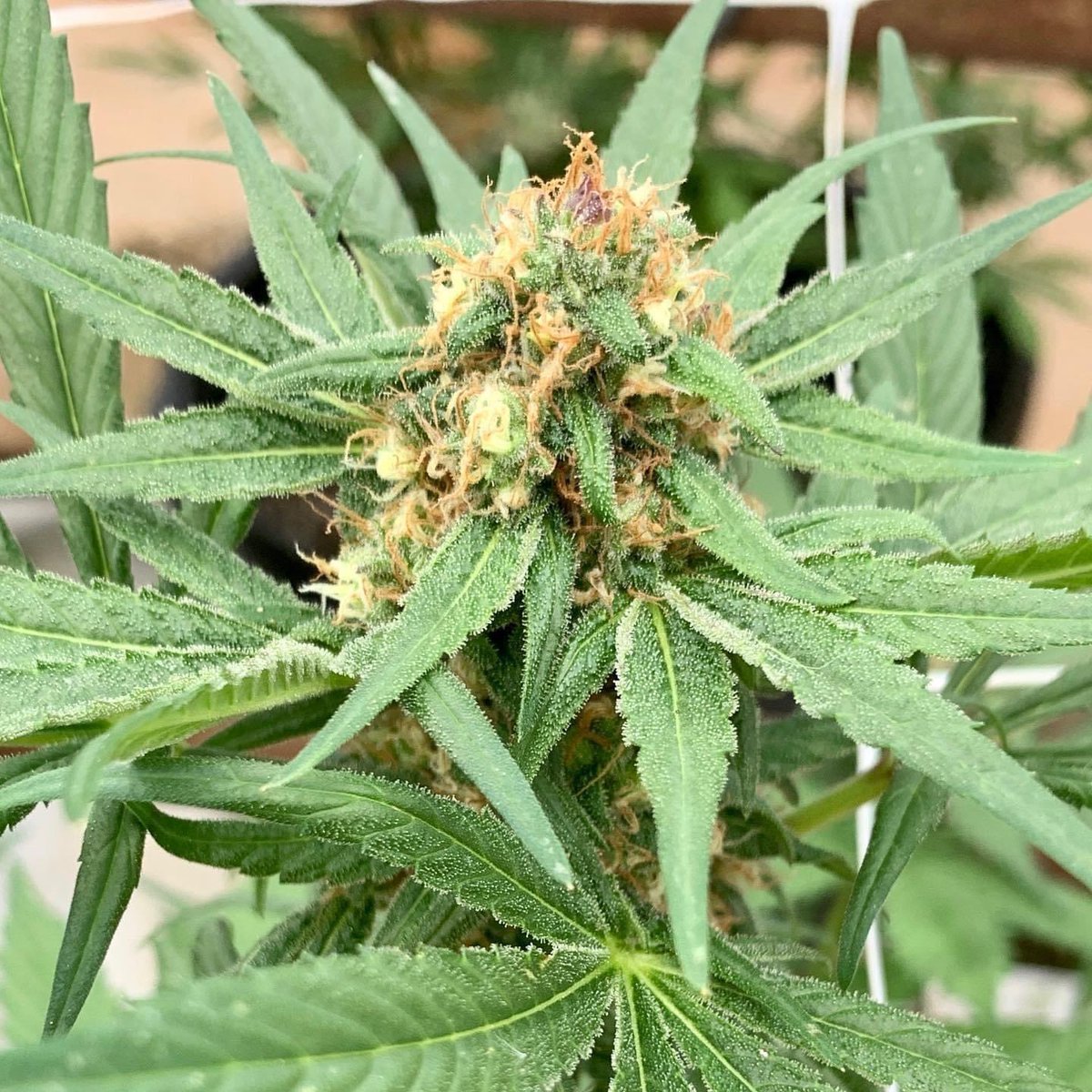 critical_39's tweet photo. Harvesting next week! Contact for samples!
#39hemp #hemp #hempproducts #hempfarms #usahemp #hempflower #cbdflower #cbgflower #hempmarketplace #hempapps #hempplatform #hempbuyers #hempwholesale #hempindustry #hempfiberseeds #hempseeds #floridahemp #critical39 #hempapp https://t.co/f0DJ4ve7Ma