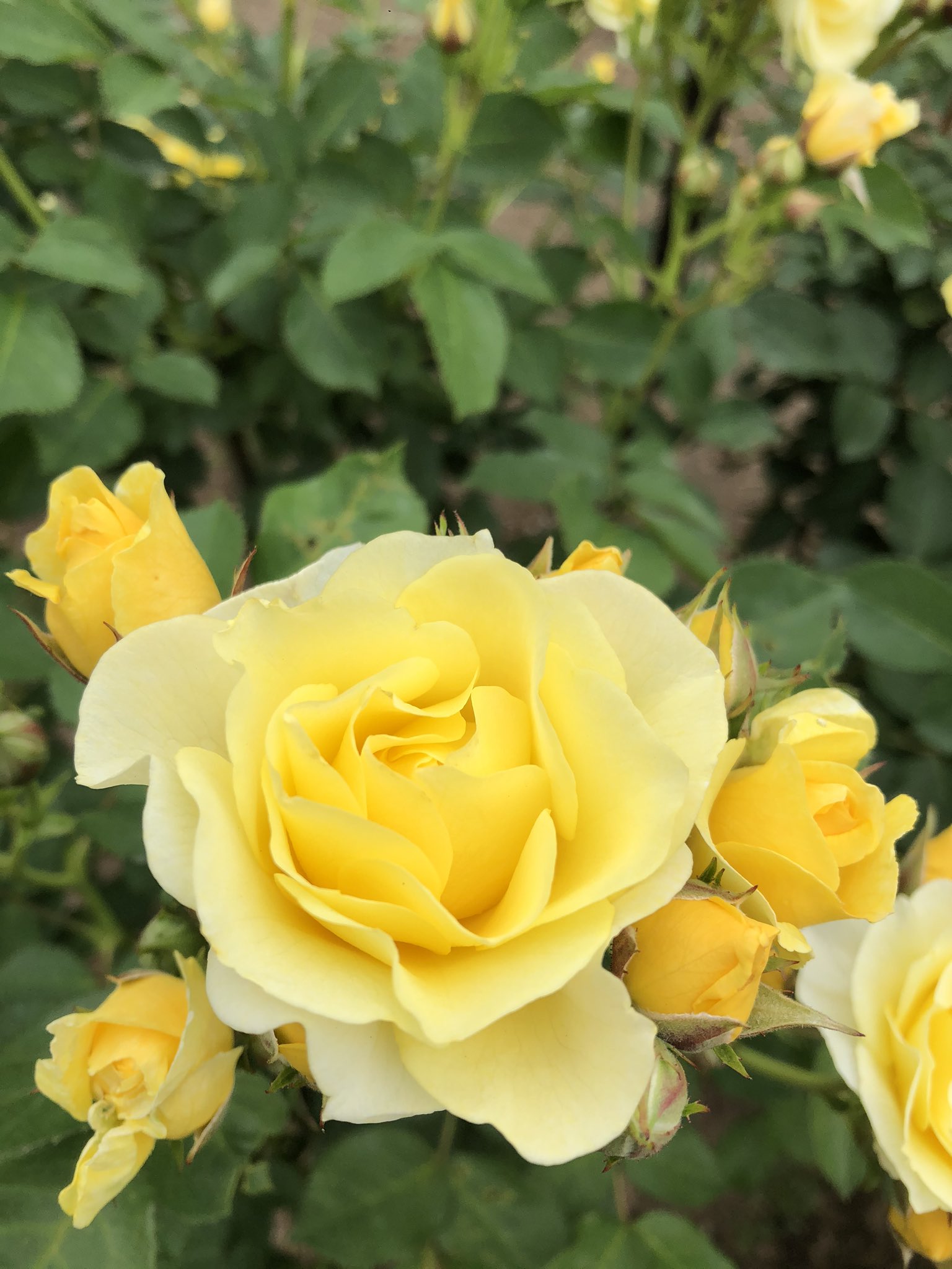 Sato 雪印種苗園芸センター バラ見本園にて バラ 薔薇 ゴールデンボーダー Sato 雪印種苗園芸センター バラ見本園にて バラ 薔薇 ゴールデンボーダー