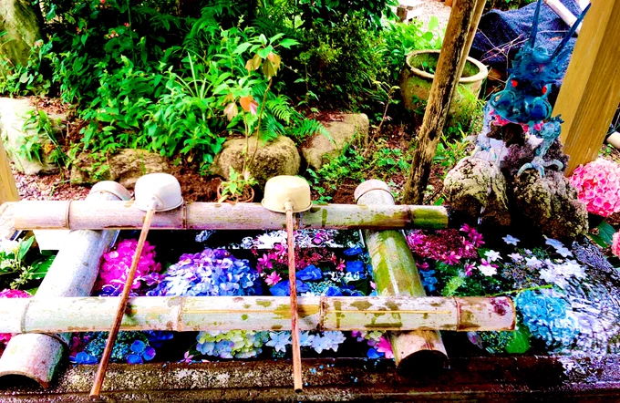 久々に花を見るなどした 