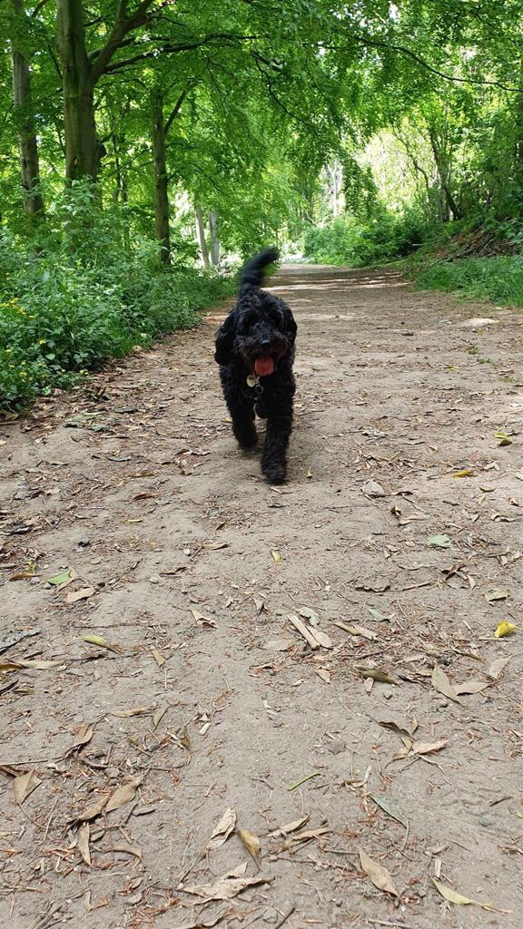 SimonHodgsonLCC's tweet photo. Early morning walk with Obi...in @LeedsParks
💚#LoveLifeInLeeds💚
Have a fab weekend whatever you do...the sun is out! 😎 #KeepSmiling
#SaferCleanerGreener 💚 https://t.co/mYWo47ZsPe