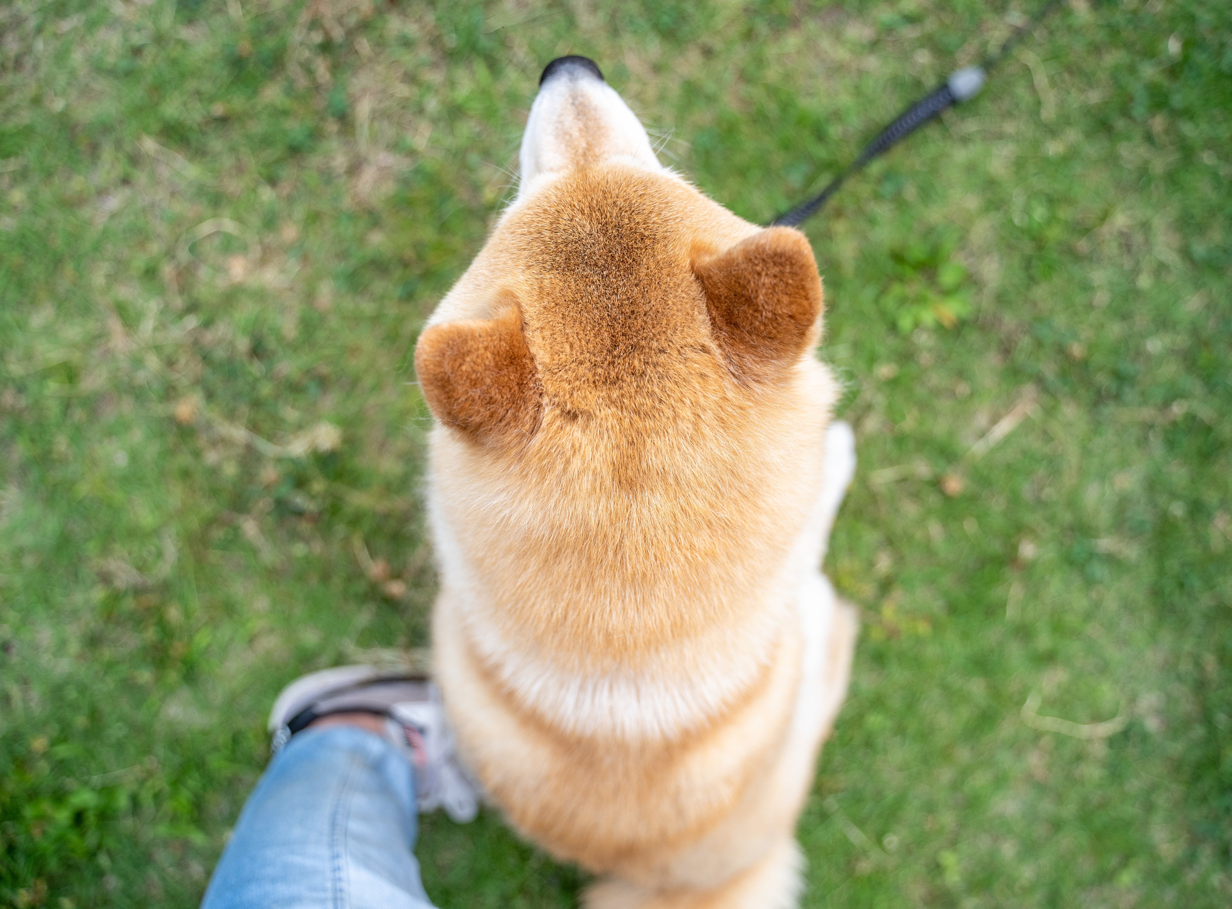 Inubot 犬あるある 足の上に座る T Co Ufvmht65dc Twitter