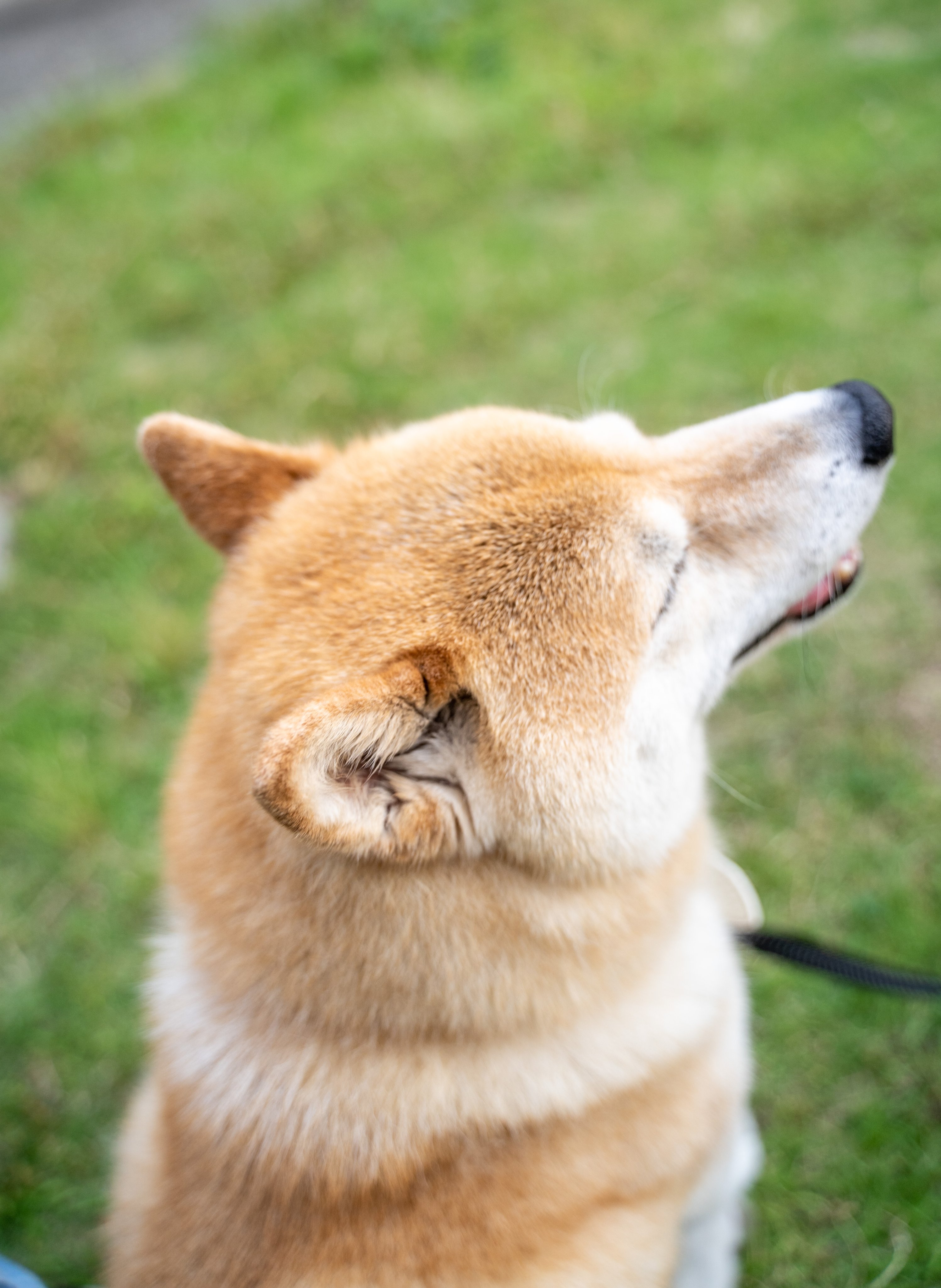 Inubot 犬あるある 足の上に座る T Co Ufvmht65dc Twitter