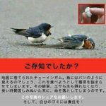 「危険」ガムのポイ捨てやめましょう!鳥に与える影響。