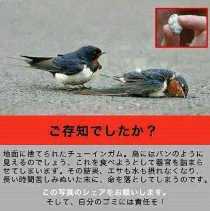 「危険」ガムのポイ捨てやめましょう！鳥に与える影響。