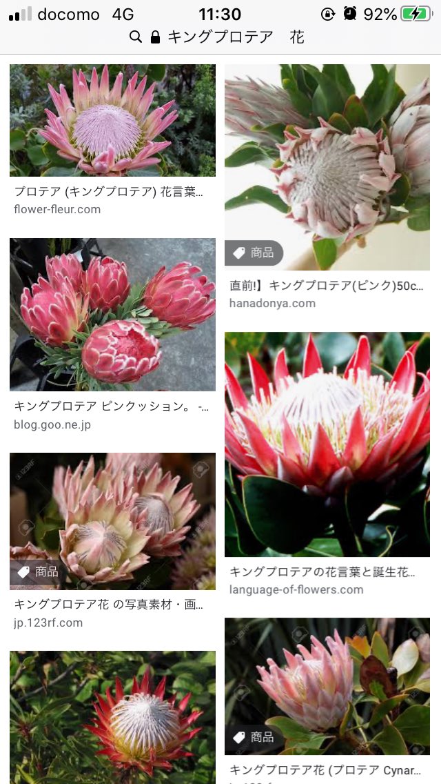 マルミ キングプロテアの花 アトリエシリーズで似たようなデザインのアイテムが出てきていた気がするんだけど思い出せない アーシャのドンケルハイトにも似てる気がするけどもっと似てるアイテムがあった気がするんだ T Co Euuokhzrlu Twitter