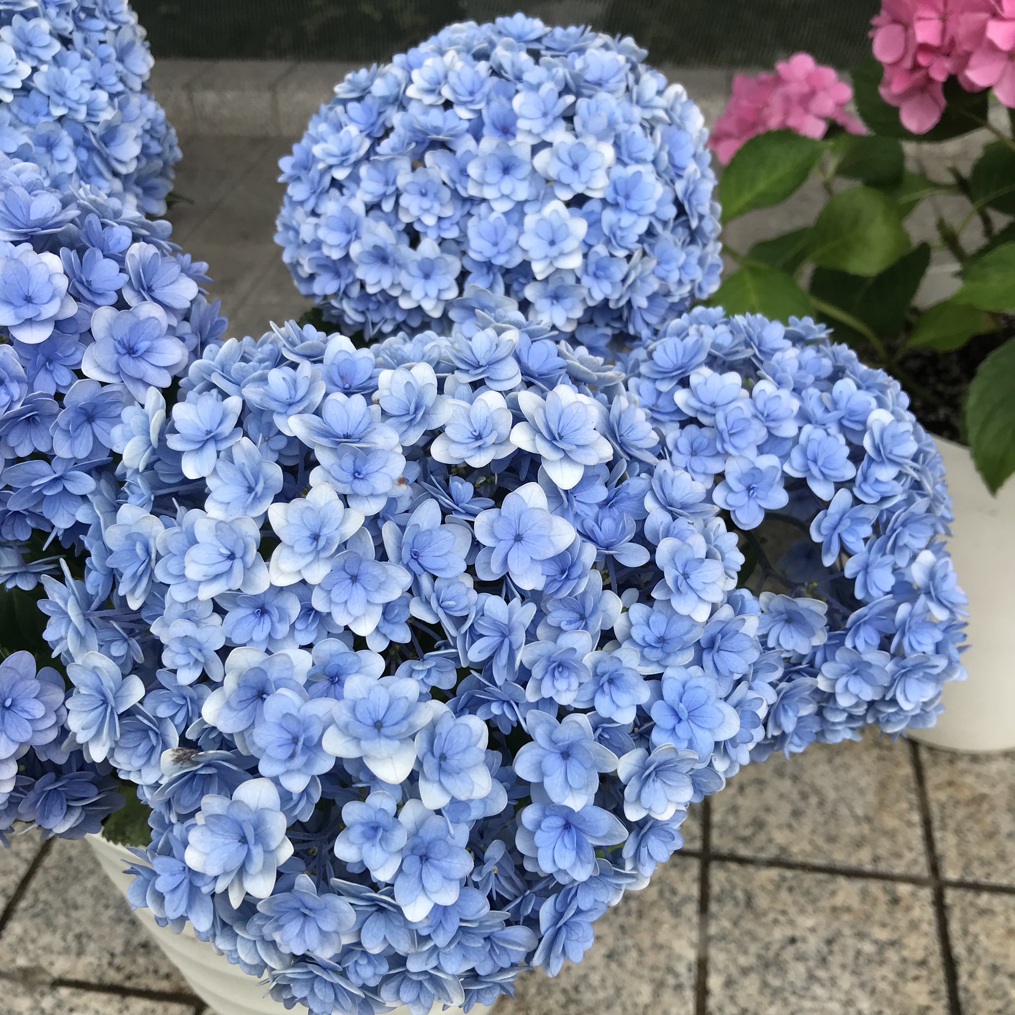 こっこ 紫陽花大好き Bnfptupoxnaplu4 Twitter