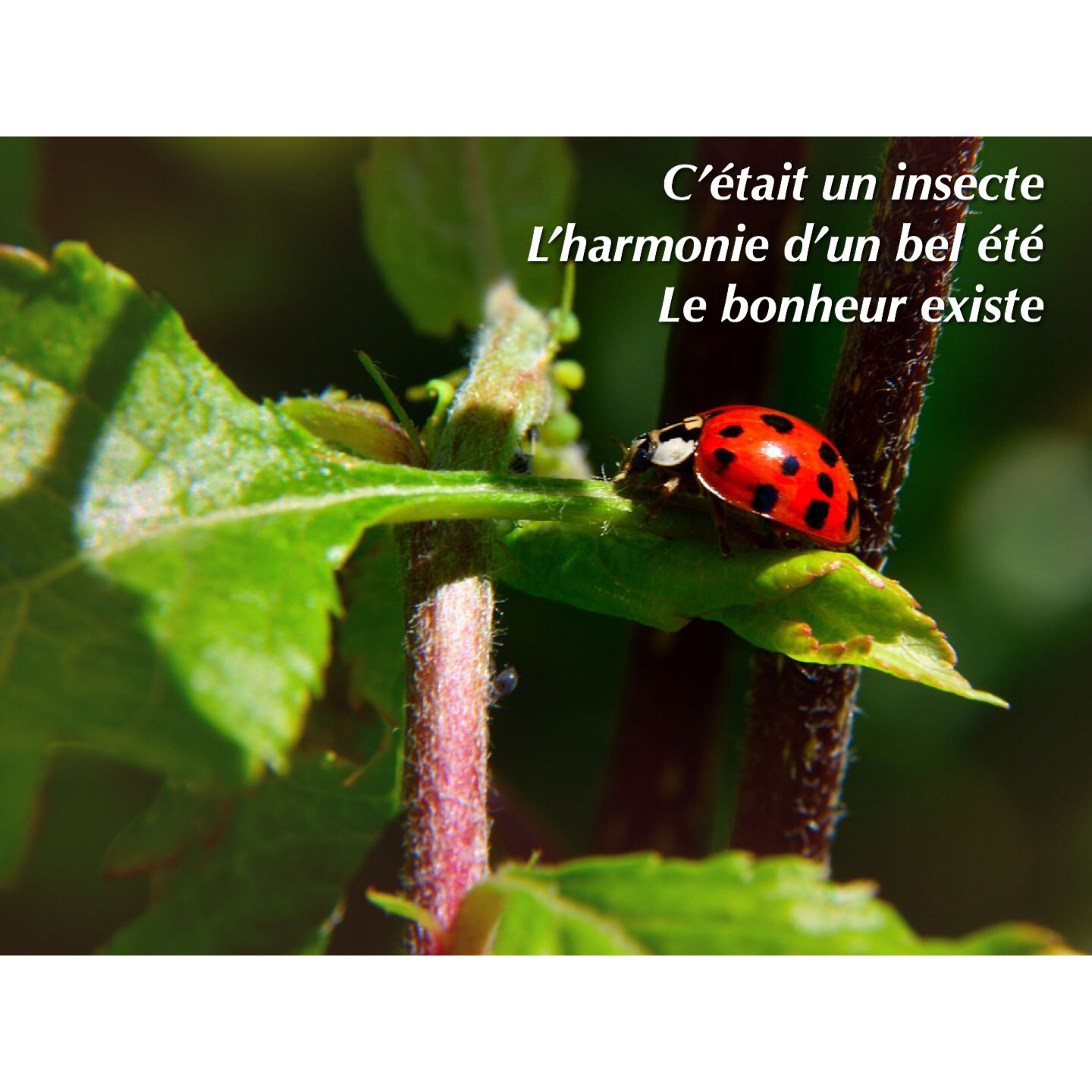 Jacques Mercier Excellent Samedi Et Excellent Ete Rv Sur Jacquesmercier16 Sur Instagram A 17h Optimisme Ligue Des Optimistes Ete Insecte Bonheur Amour Anges Haiku T Co Crqfc3cccg Twitter