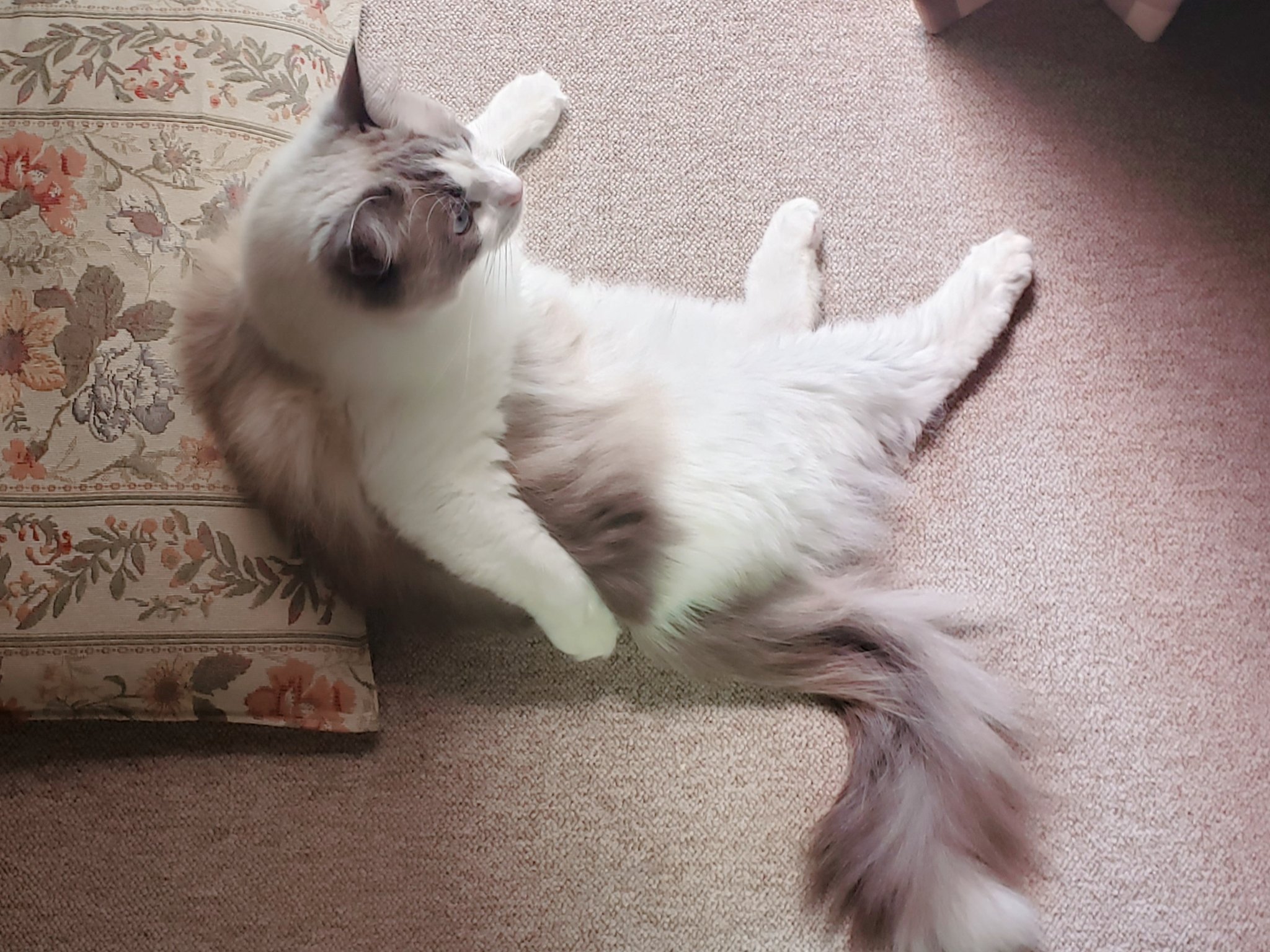 お団子猫 風のあたる場所でのんびりタイム あ レオンさん 自由が丘のわちふぃーるどいってくるからお留守番よろしくね 聞いてない W にゃー わちふぃーるど本店初めていってきまーす わちふぃーるど 猫のダヤン ラグドール 猫好きな人と