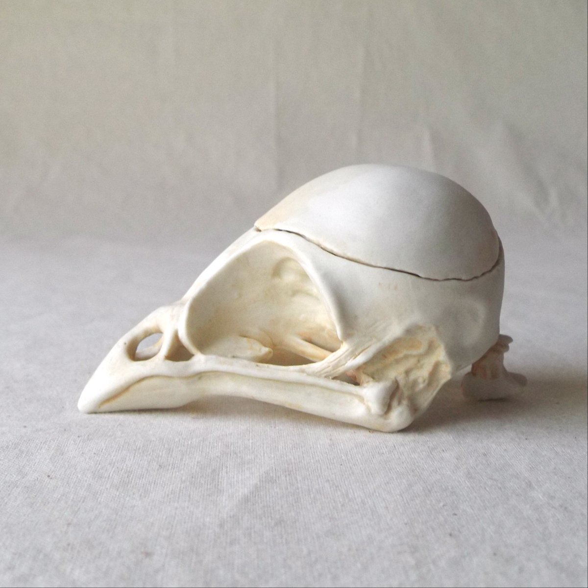 舎利猫 Egoさんの作品にはシルバーアクセサリーの他に磁器作品もありその触り心地とリアルな造形が素敵です スズメの頭骨 の小物入れ 欺瞞 ウサギの背骨の一輪挿し 自重 ウサギとカラスの脛骨のスプーン 供物 キツネの骨盤の置物 供物 どれ