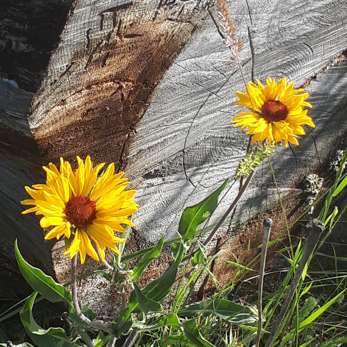 helga3's tweet image. Senseless_beauty