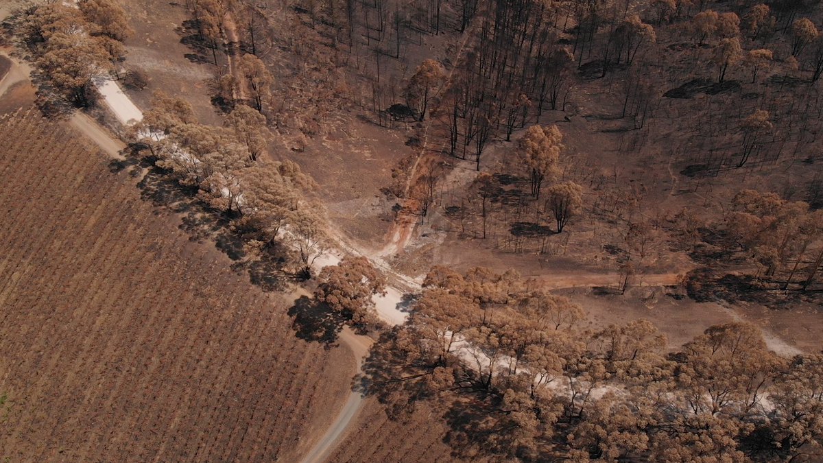 6 months today...🔥 After fire devastated our region on December 20th 2019, we could not have imagined that there might be more extreme challenges to come. To all our Hillsfolk, you are in our thoughts. Your resilience in humbling.❤️#bushfirerecovery #adelaidehillswine