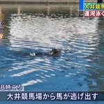 そんなことある!？大井競馬場から逃げ出した馬が運河を泳いでいるw