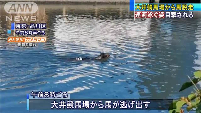 そんなことある！？大井競馬場から逃げ出した馬が運河を泳いでいるｗｗ