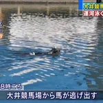 そんなことある!？大井競馬場から逃げ出した馬が運河を泳いでいるw