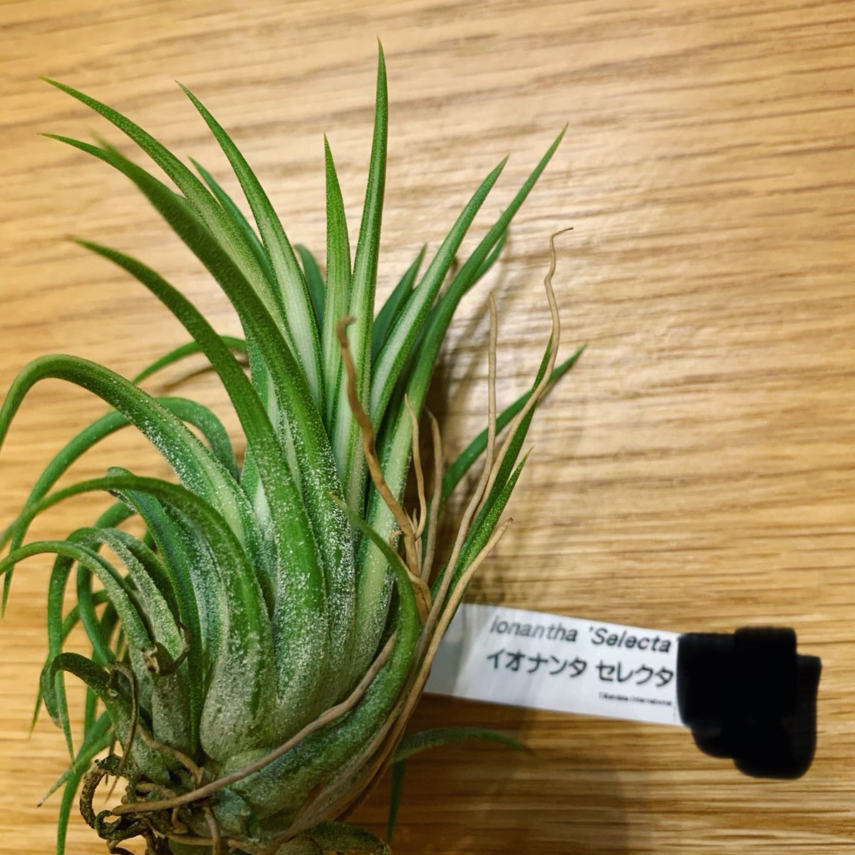 Youichi N チランジア イオナンタ セレクタ Tillandsia Ionantha Selecta 昨日の夜フラワーケンズさんで買った Tillandsia International産のイオナンタセレクタ めっちゃ斑が入っていた 先祖返りかな Tillandsia チランジア エアープランツ