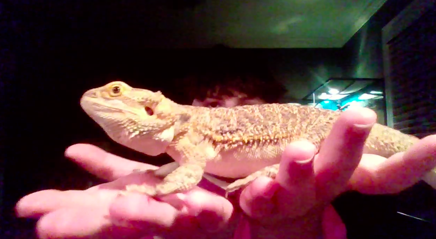 InfintelyP's tweet photo. Goodnight from Nova the lizard!
#NovaGang @ThePrimalDino https://t.co/iFbTFD3alr