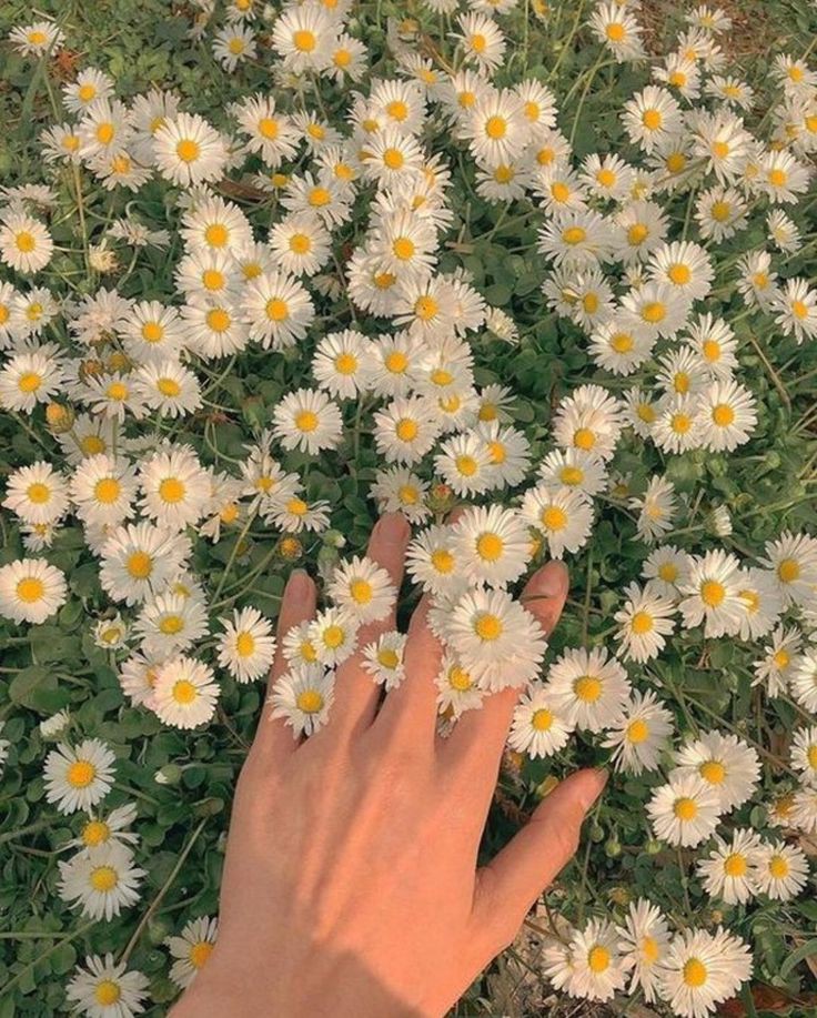 oceanceee's tweet photo. spring blossoms https://t.co/e1ZfKHN3fz