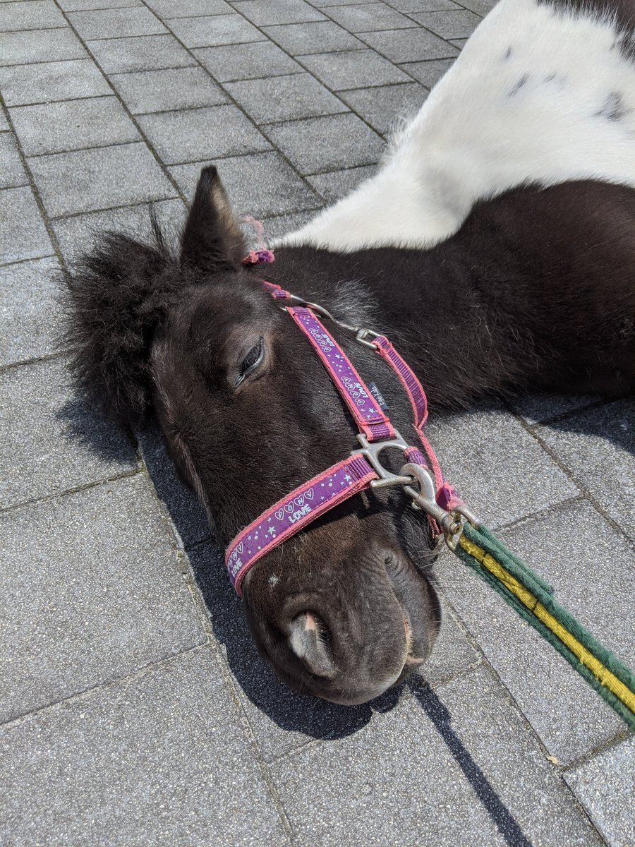 Twitter 上的 城島高原パーク 公式 乗馬クラブクレイン湯布院の宣伝部長 チロルちゃん ぽかぽか陽気でちょっとお昼寝 なんの夢を見てるのかな 気持ちよさそうだけど お仕事中ですよ 城島高原パーク T Co Royjl5qmgf Twitter