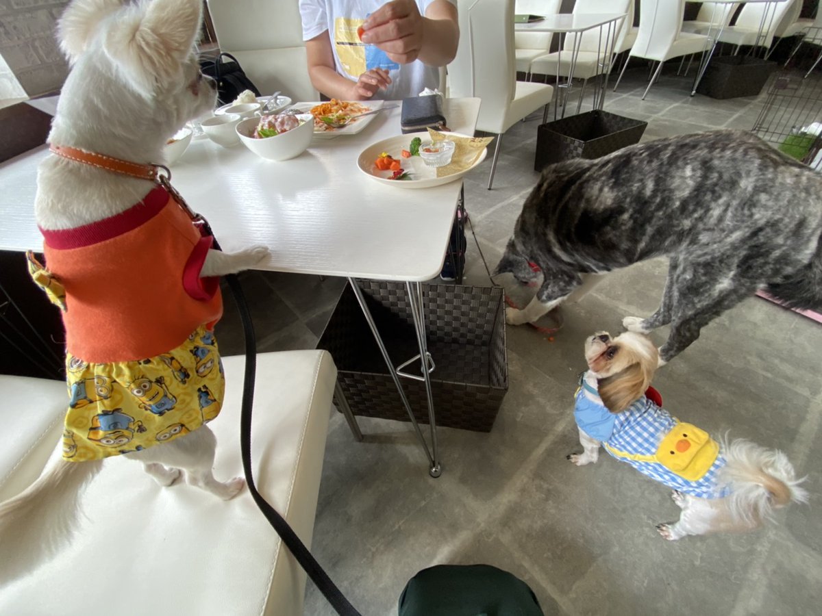 大分県秋田犬はるでーす‼️ tweet media