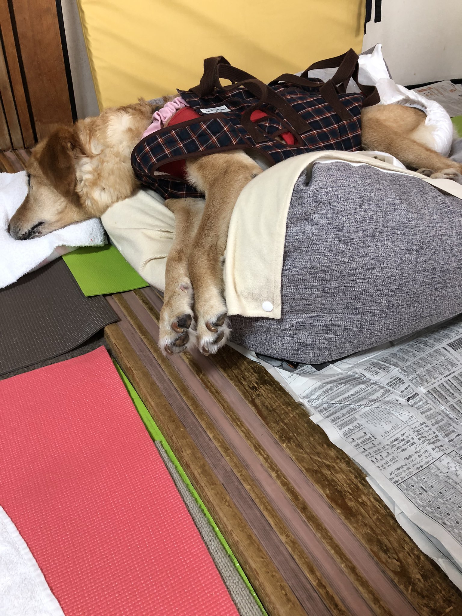 ソレイユのママ 今はエムール寝どっこで 寝てるけど あんまり好きじゃないみたい あとは王様のらくすや っていうのがあるけど うーん 寝どっこ ふにゃふにゃで 伏せの姿勢でいられないの 王様のらくすやはどうなんだろ 秘密結社老犬倶楽部