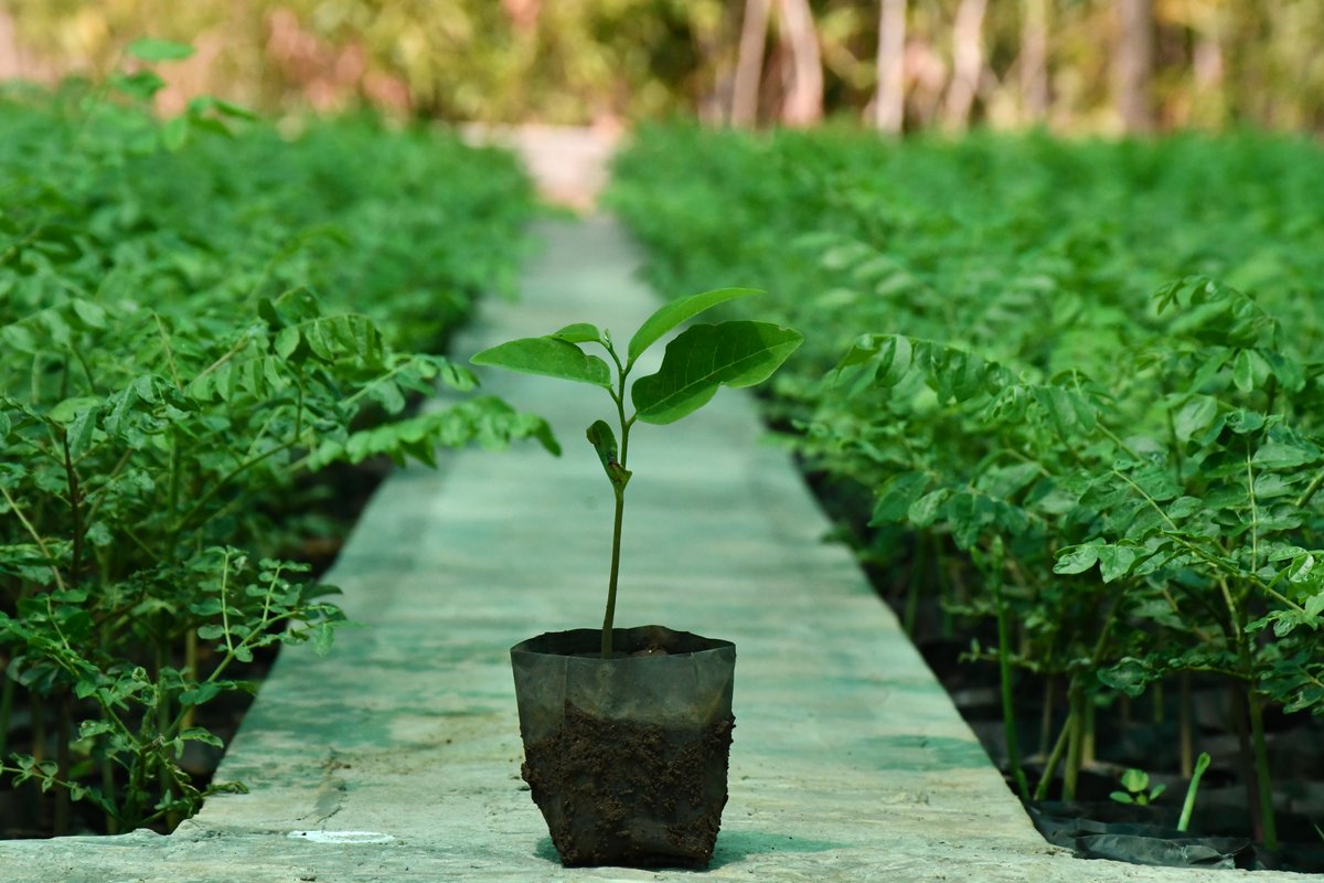 RShamghan's tweet photo. Plants! A selfless form of God...
You plant them at your home, they will give you peace....
We shamghan range @RShamghan, Dang south division @DCFDangsouth, Gujarat forest department have started plants distribution at Saputara Nursery with government norms..
Must plant a plant.. https://t.co/STpyaer059