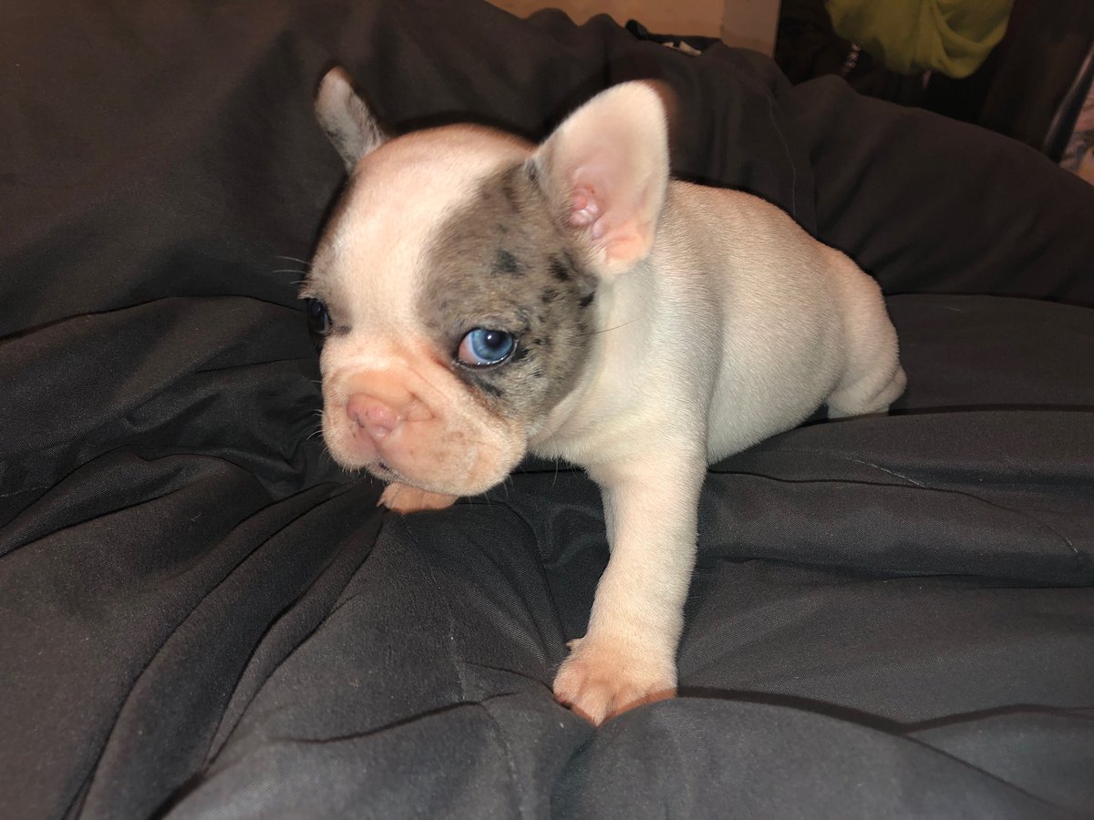 SheepzillaJ's tweet image. Welcome Abel 🔥