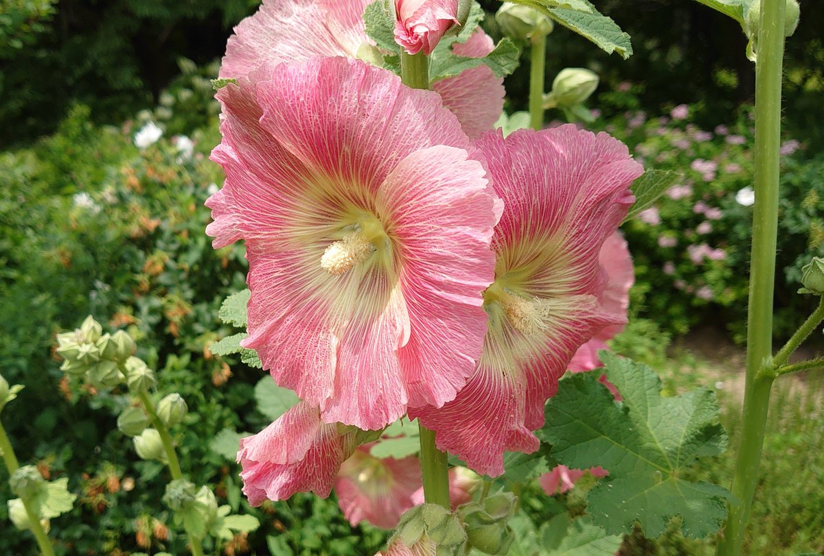 時計草 梅雨の一休み タチアオイ