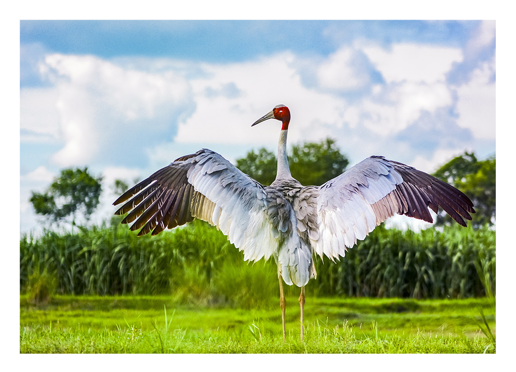 SATPAL__SINGH's tweet photo. Here are few images which we shared recently on our photography art page at facebook. 

Here is link https://t.co/9A8EQ3tvau if you wish to visit for more such art works.

#naturephotography #nature #birds #landscapes #wildlife #artphotography #satpalsingh #wildlifephotography https://t.co/zEZjxMvHkv