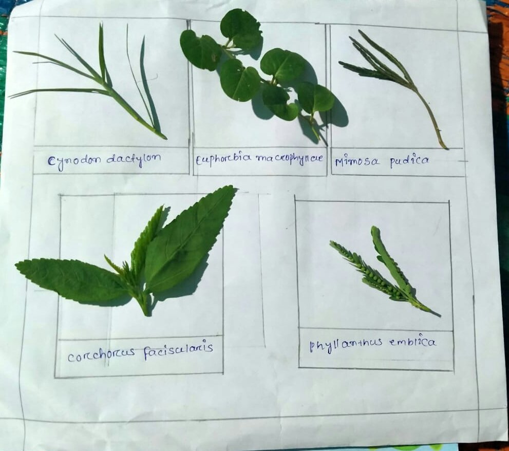 GudliD's tweet photo. Assignment submitted by #student #trade #agriculture on topic-weed management, larambha high school,Dist-Bargarh
VT-Debasmita Gochhayat
VT-Rakesh Routray
@Ved11 @RakeshRoutray12 @NSDCINDIA 
@KokabChaudhary https://t.co/jcwu37PD3h