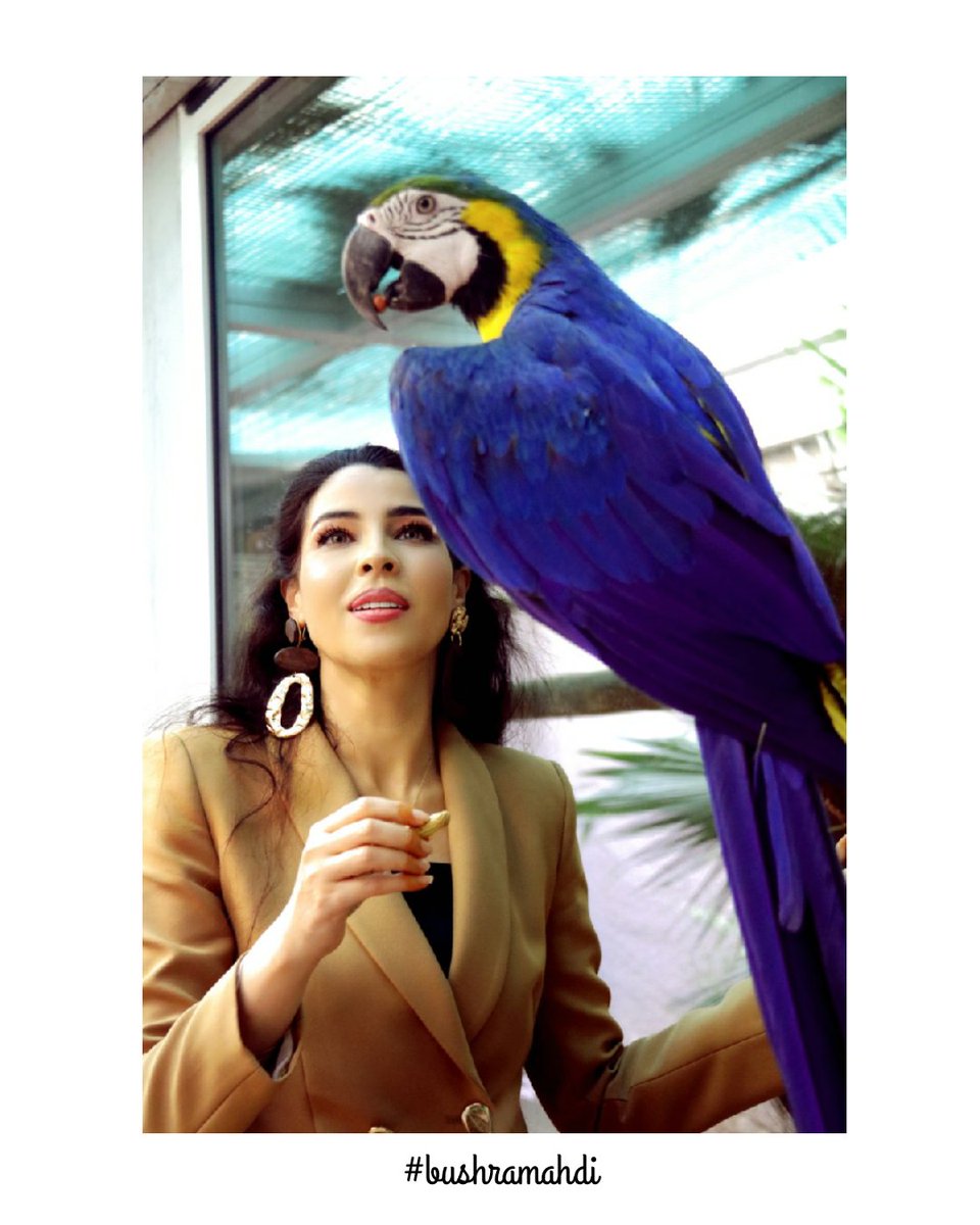 In order to see birds it is necessary to become part of the silence. MUA by @fijasofiesta Captured by @rishipanjami #exoticpets #exoticbird #colourfulparrots #blueandgoldmacaw #feedingbirds #birdpetting #birdphotography #birdlovers #dubai🇦🇪 #morocco🇲🇦 #abudabilife #uae🇦🇪