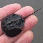 それほど強くもなく 賢くもなく 変化もせず生き残ってしまった生物がこちらです Togetter それほど強くもなく 賢くもなく 変化もせず生き残ってしまった生物がこちらです Togetter