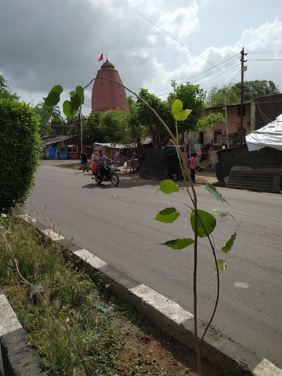 ik3yur's tweet photo. "Even if I knew that tomorrow the world would go to pieces, I would still plant my apple tree." ― Martin Luther
@narendramodi @PMOIndia
@sanghaviharsh @DrJagdishSurat
@CommissionerSMC @purneshmodi @MySuratMySMC #pepal #oxygen #TreePlantation https://t.co/tG0OMOwUwc