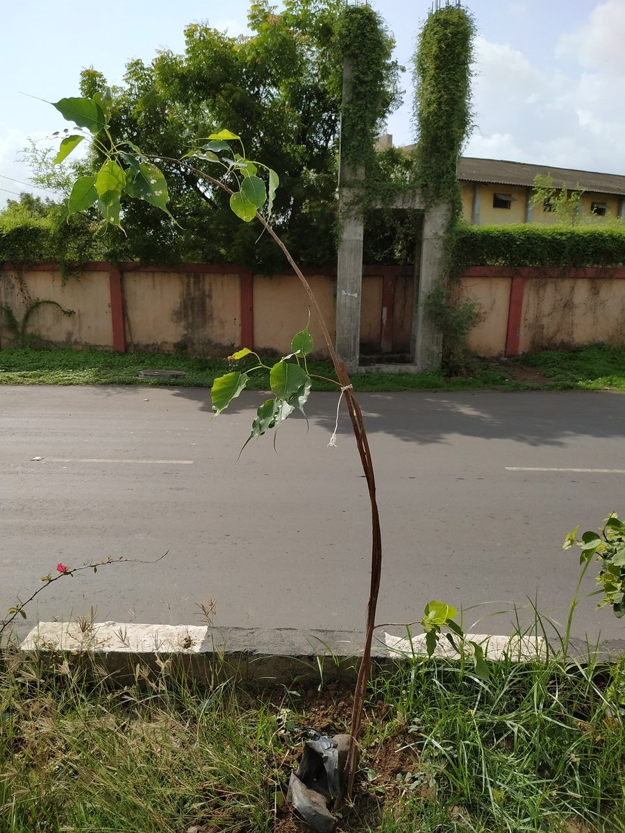 ik3yur's tweet photo. "Even if I knew that tomorrow the world would go to pieces, I would still plant my apple tree." ― Martin Luther
@narendramodi @PMOIndia
@sanghaviharsh @DrJagdishSurat
@CommissionerSMC @purneshmodi @MySuratMySMC #pepal #oxygen #TreePlantation https://t.co/tG0OMOwUwc