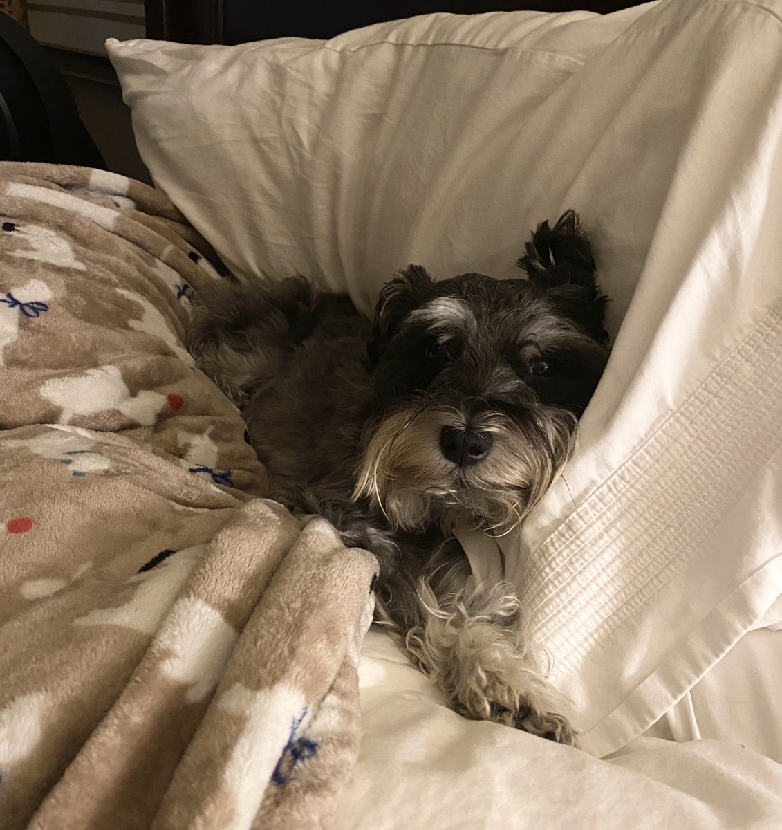 I’m in the big bed, and I’m sleeping in!  Catch up with you later, pals! 🐶😴 #weekendlife