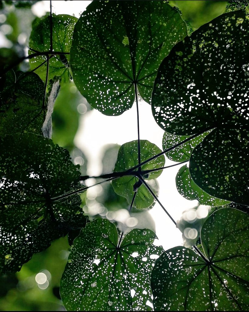 Postcard for  @MokkaCheenu Kuala Tahan, Malaysia.